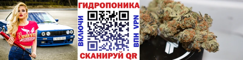 Марихуана планчик Дагестанские Огни